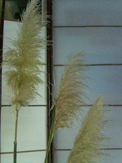 P1002417.jpg
