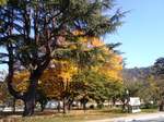 松山城下公園の樹20101120